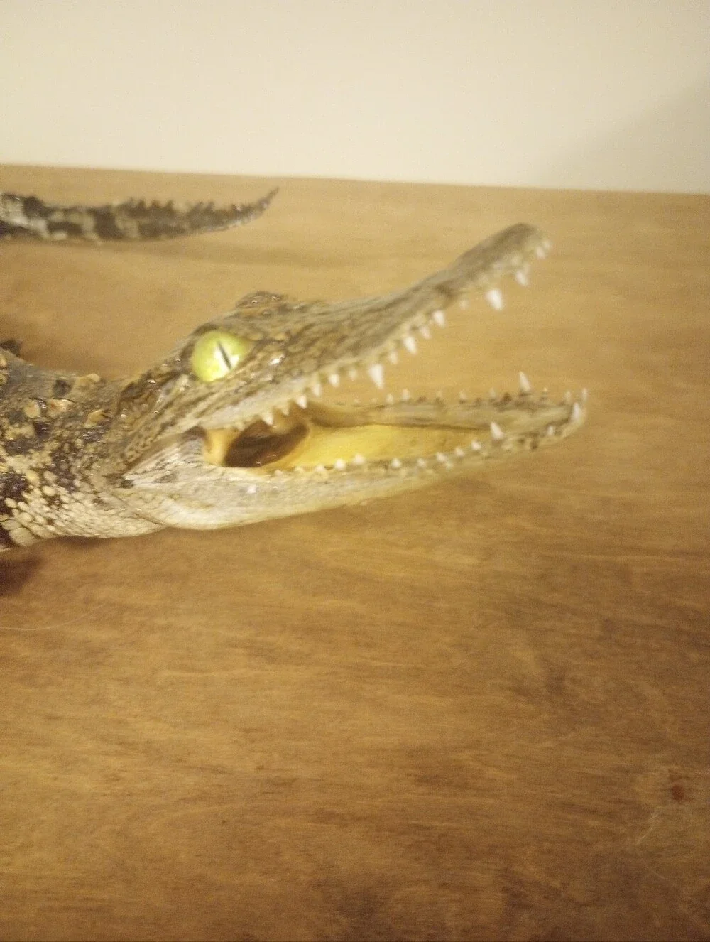 Alligator Decor